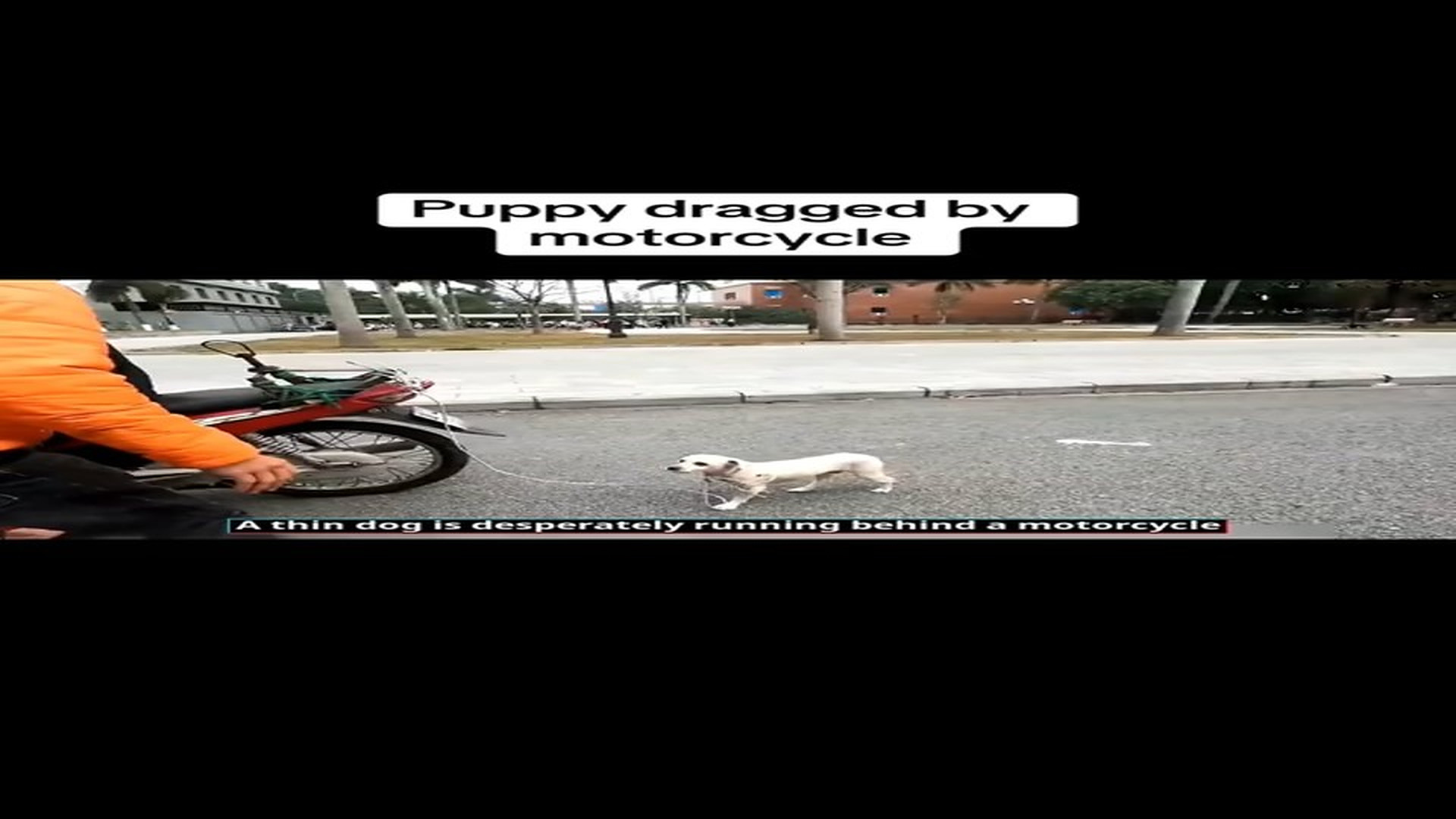 Full Video : N1509034_This Cat And Dog Needed Someone To Come To Their Rescue #CatRescue #DogRescue #AnimalRescue