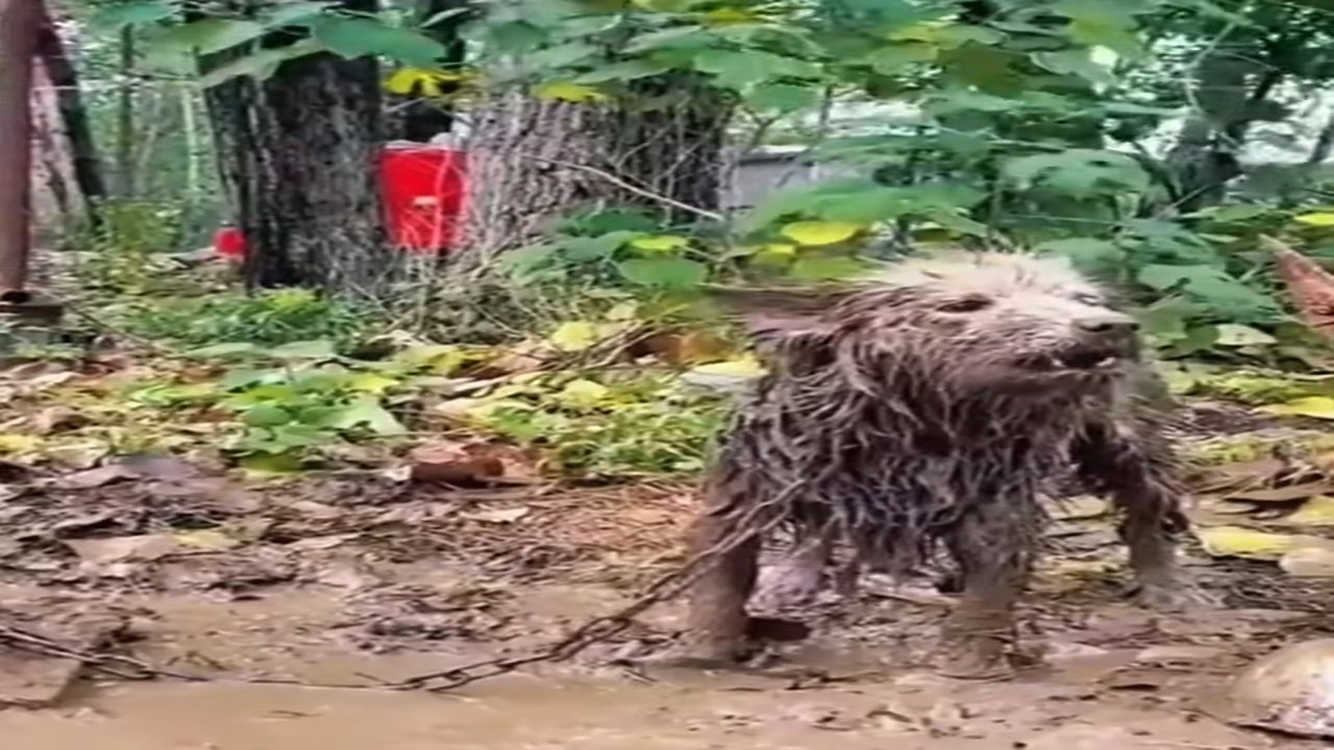 Full Video : N1509040_This Rescue Dog Finally Gets The Second Chance He Deserves #DogRescue #AnimalRescue #SecondChance