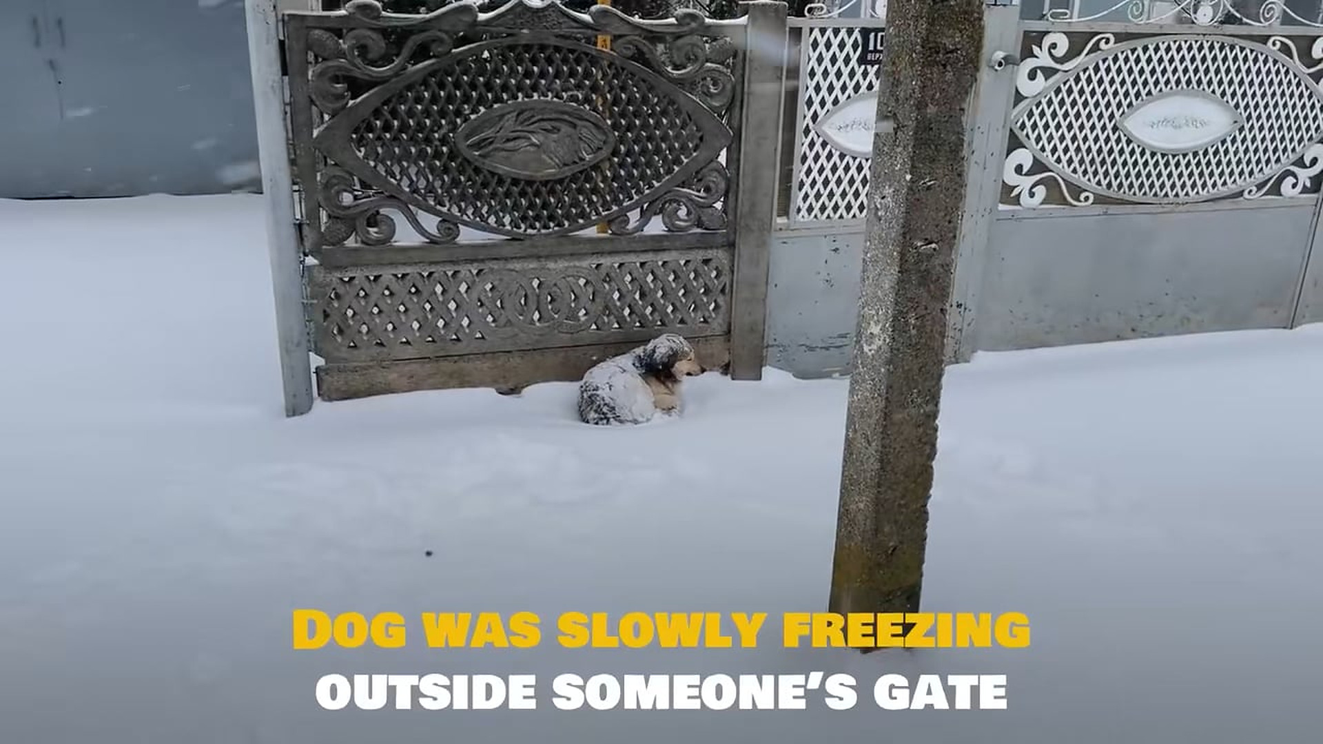 Full Video : N1509045_This Freezing Dog Was Left Outside Until Someone Finally Stopped To Help #DogRescue #AnimalRescue #Heartwarming