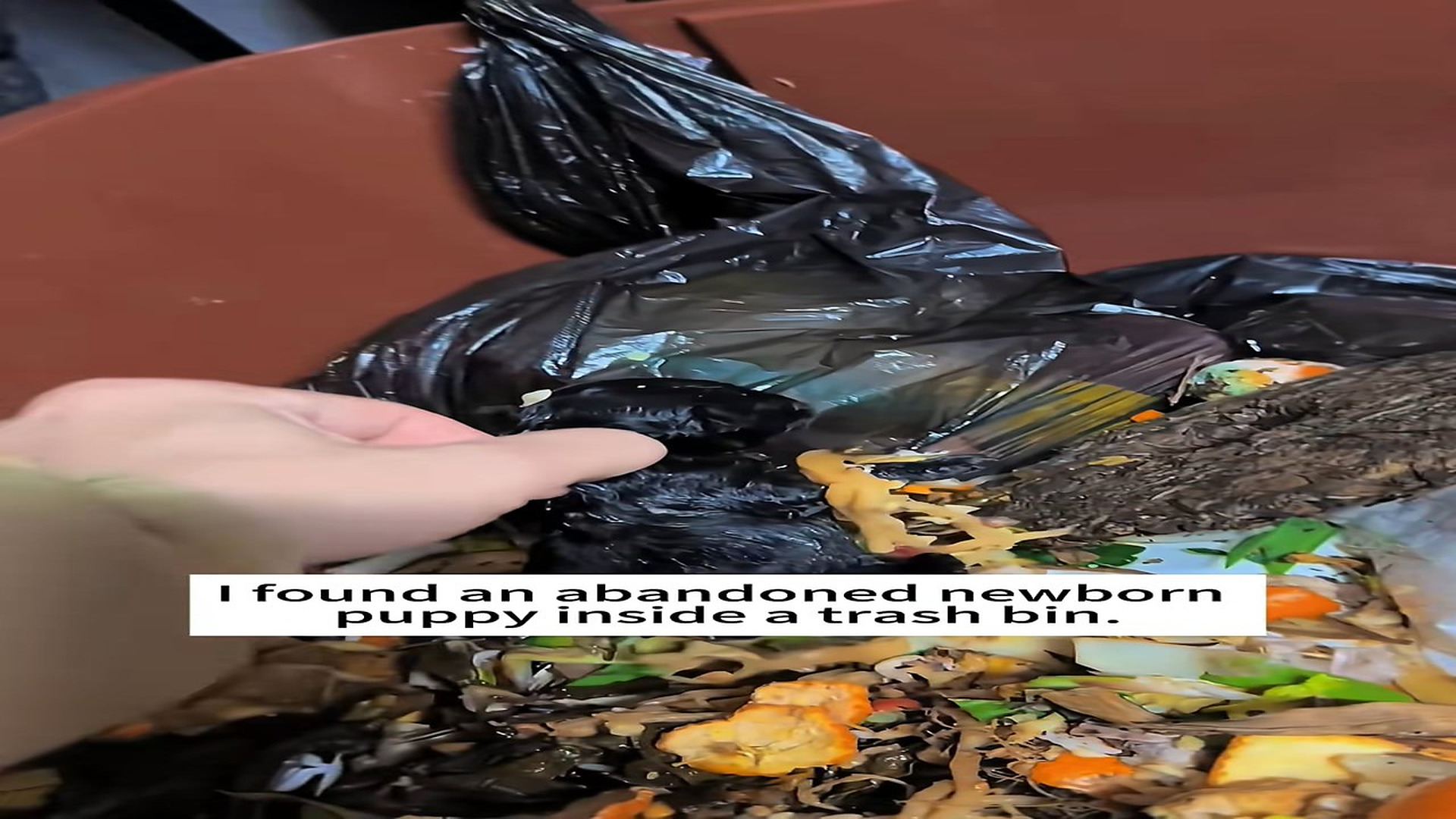 Full Video : N1509004_Abandoned Newborn Puppy Found Inside A Trash Bin #PuppyRescue #DogRescue #Heartbreaking