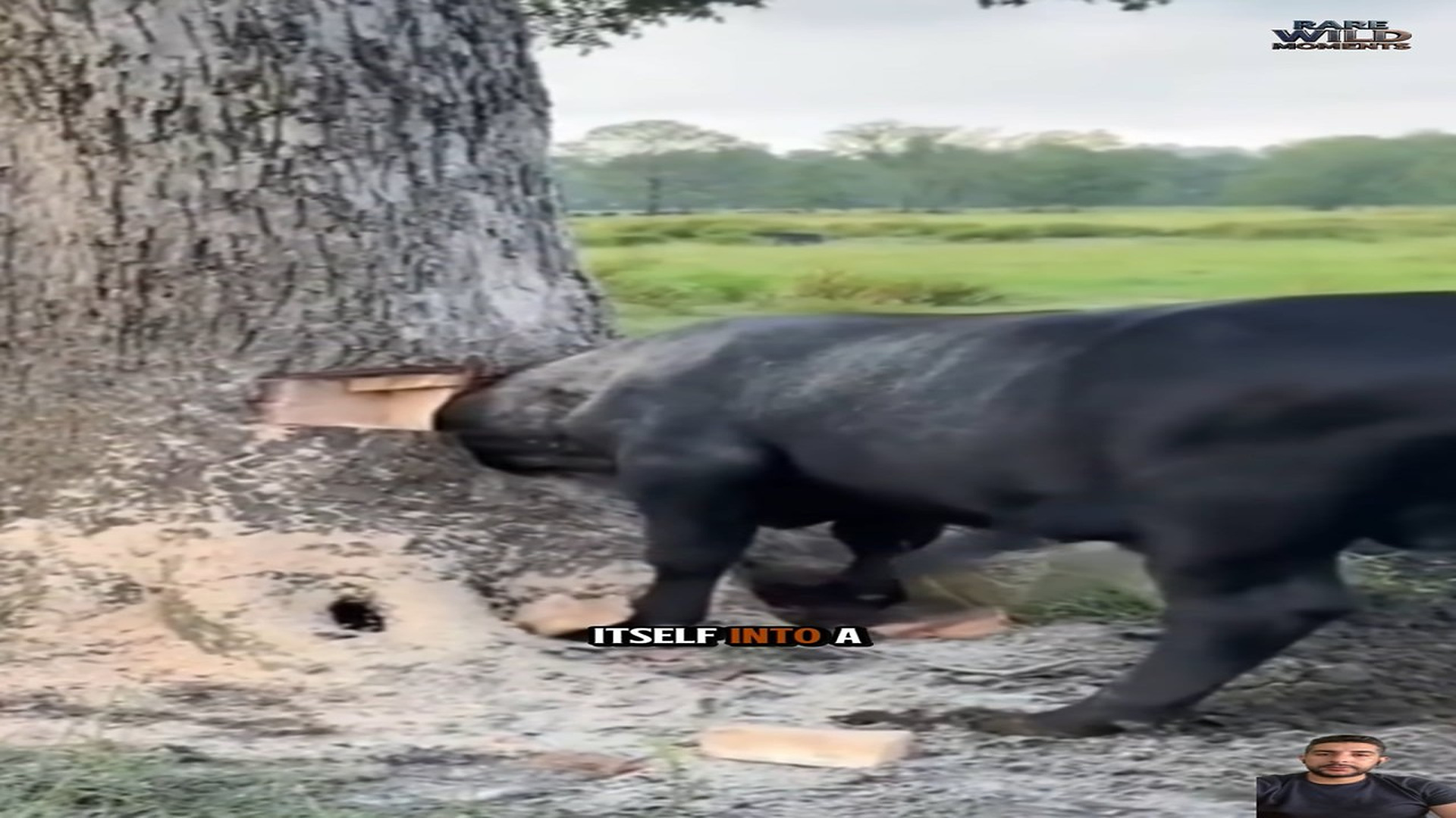 Full Video : N1609021_Incredible Animal Rescues That Ended With Hope And Happiness #AnimalRescue #RescueStories #HappyEnding