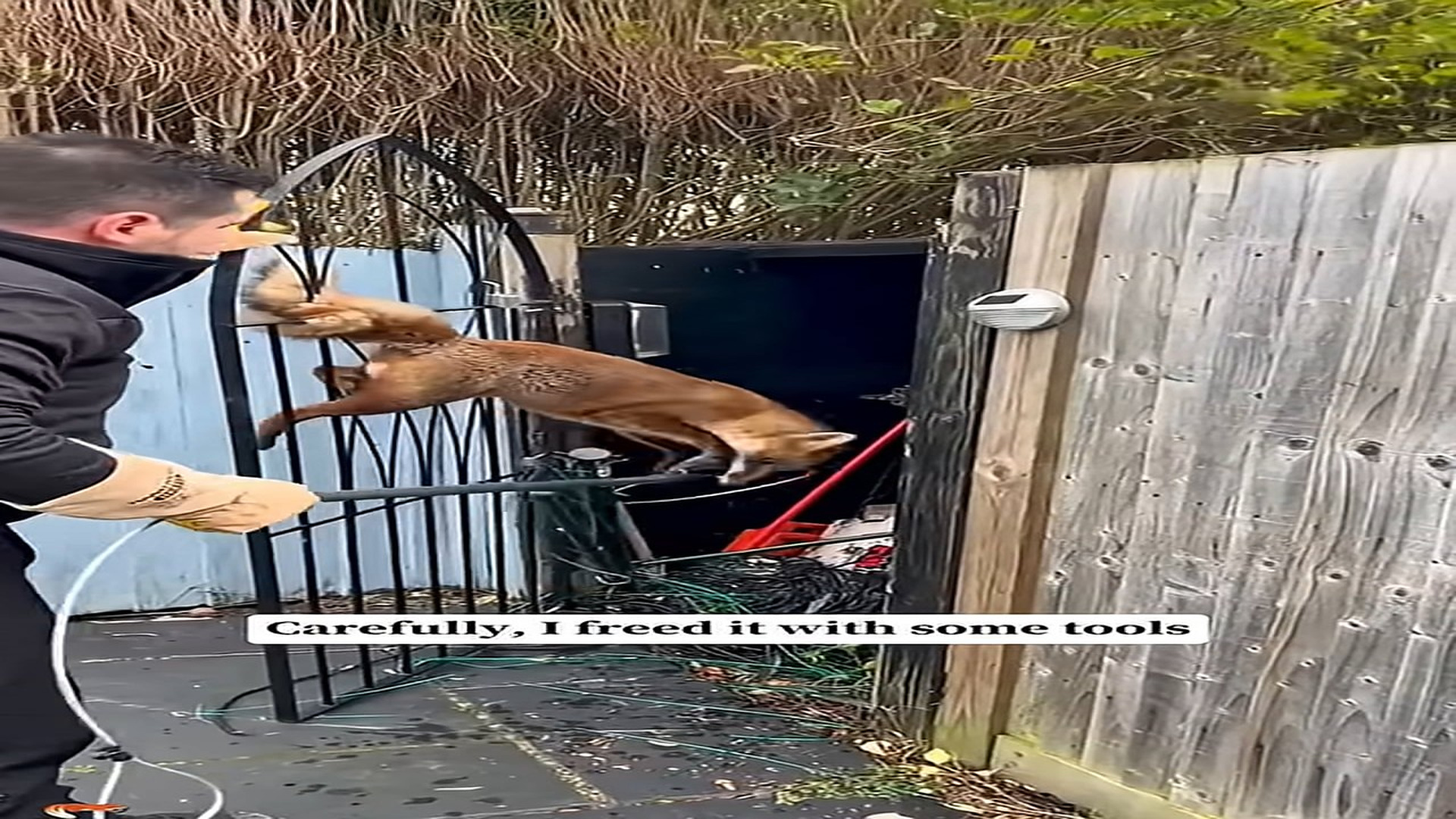 Full Video : N1609022_Every Rescue Changes A Life, But You Won't Believe This Ending #AnimalRescue #RescueStory #Heartwarming