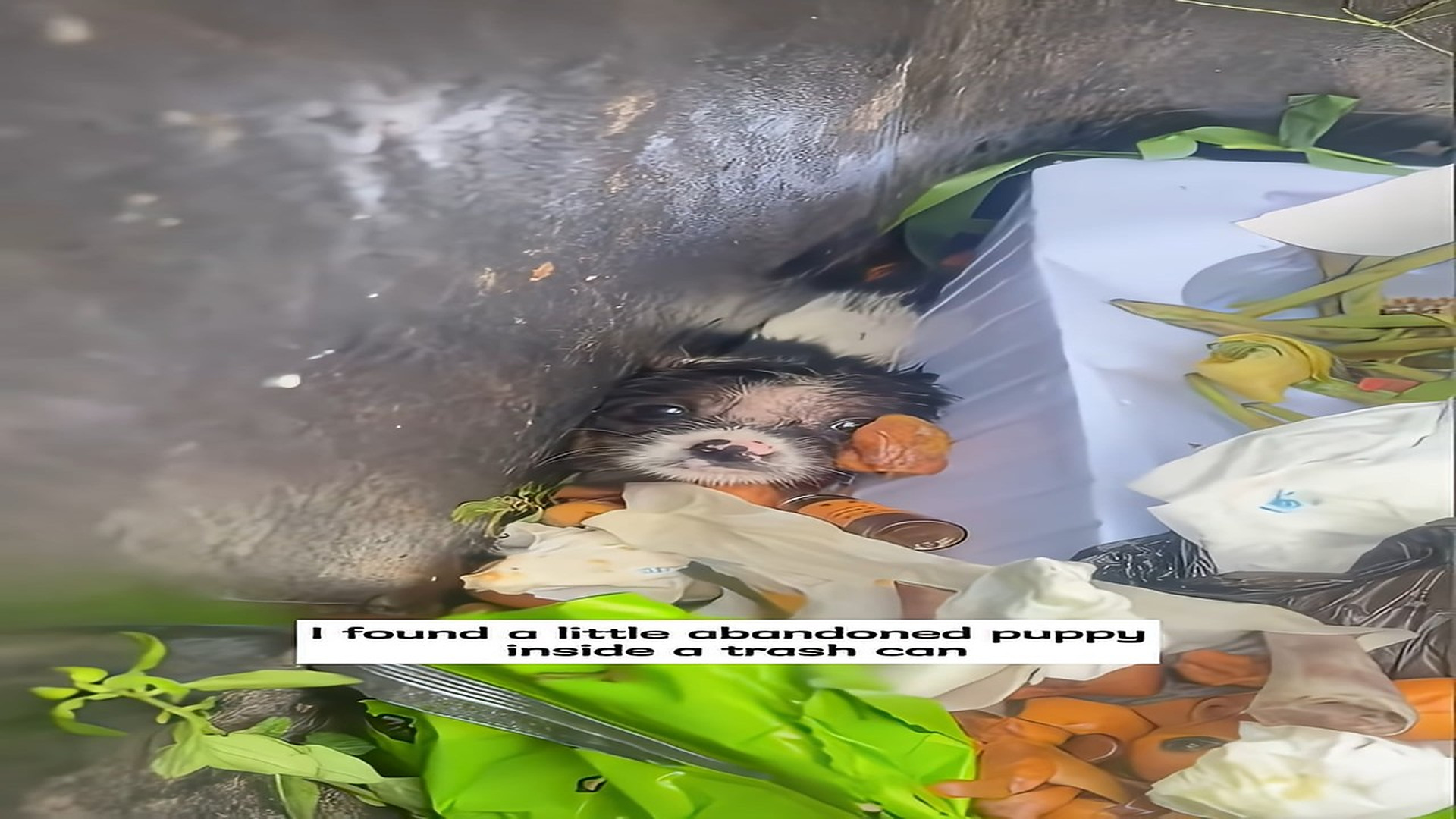 Full Video : N1609034_Animal Rescue Isn't About Likes, It's About Saving Lives #AnimalRescue #SaveStrays #RescueStory