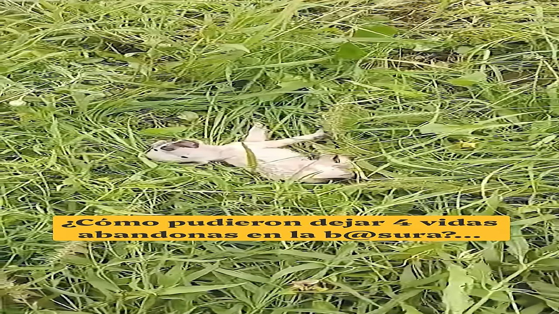 Full Video : N1609045_Los tiraron a la BASURA como si no valieran nada!