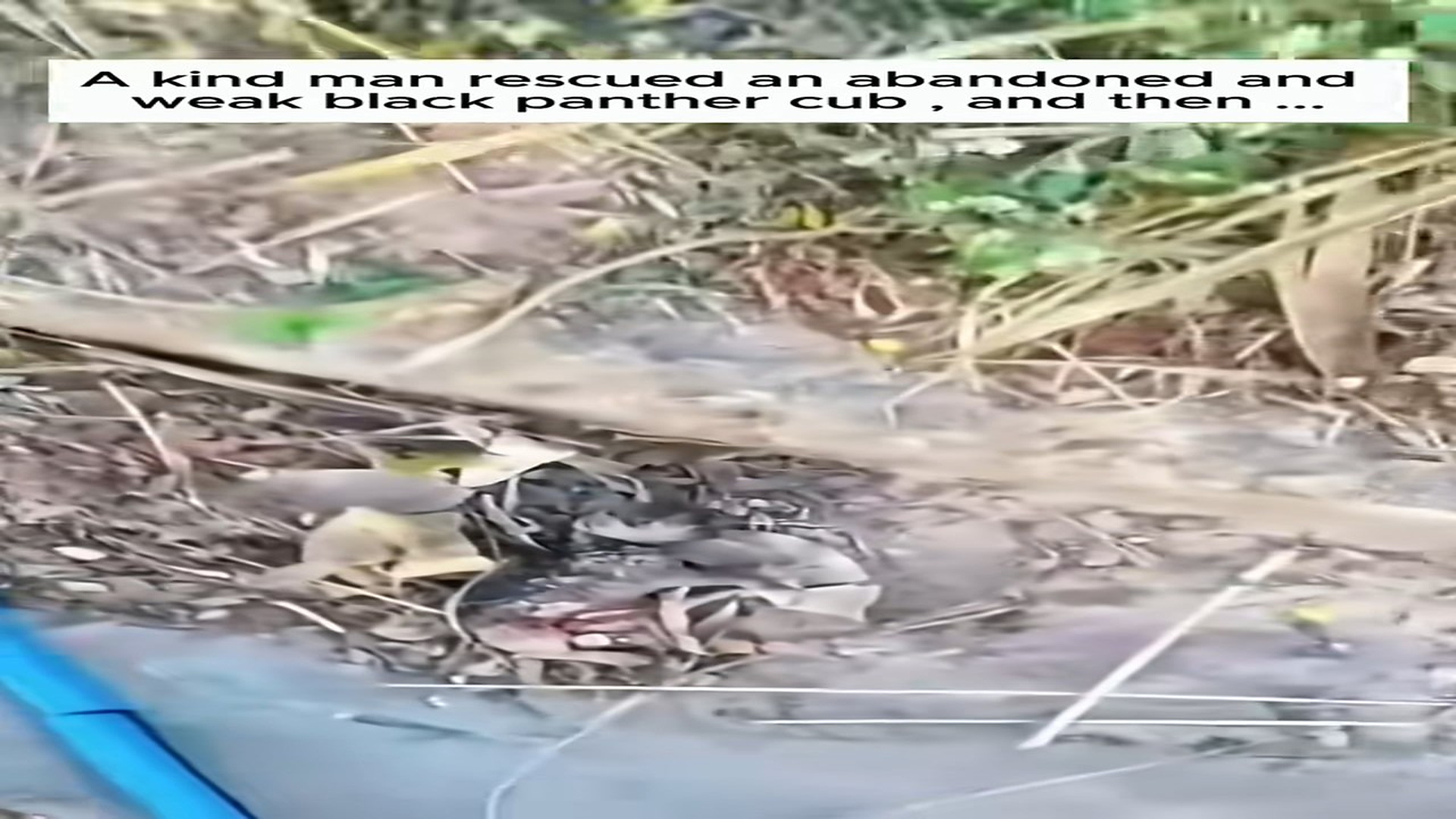 Full Video : N1709024_Rescued an abandoned newborn black panther #panther #lovestory #rescu