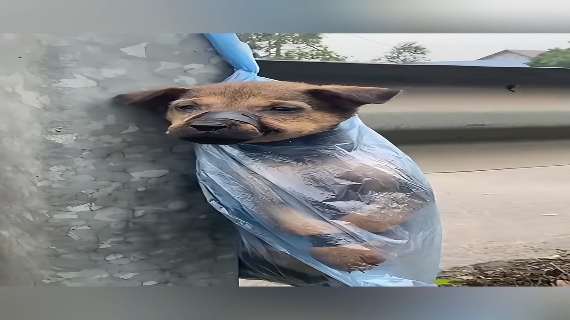 Full Video : N1709039_Abandoned on the Highway – A Baby Puppy Left to Die