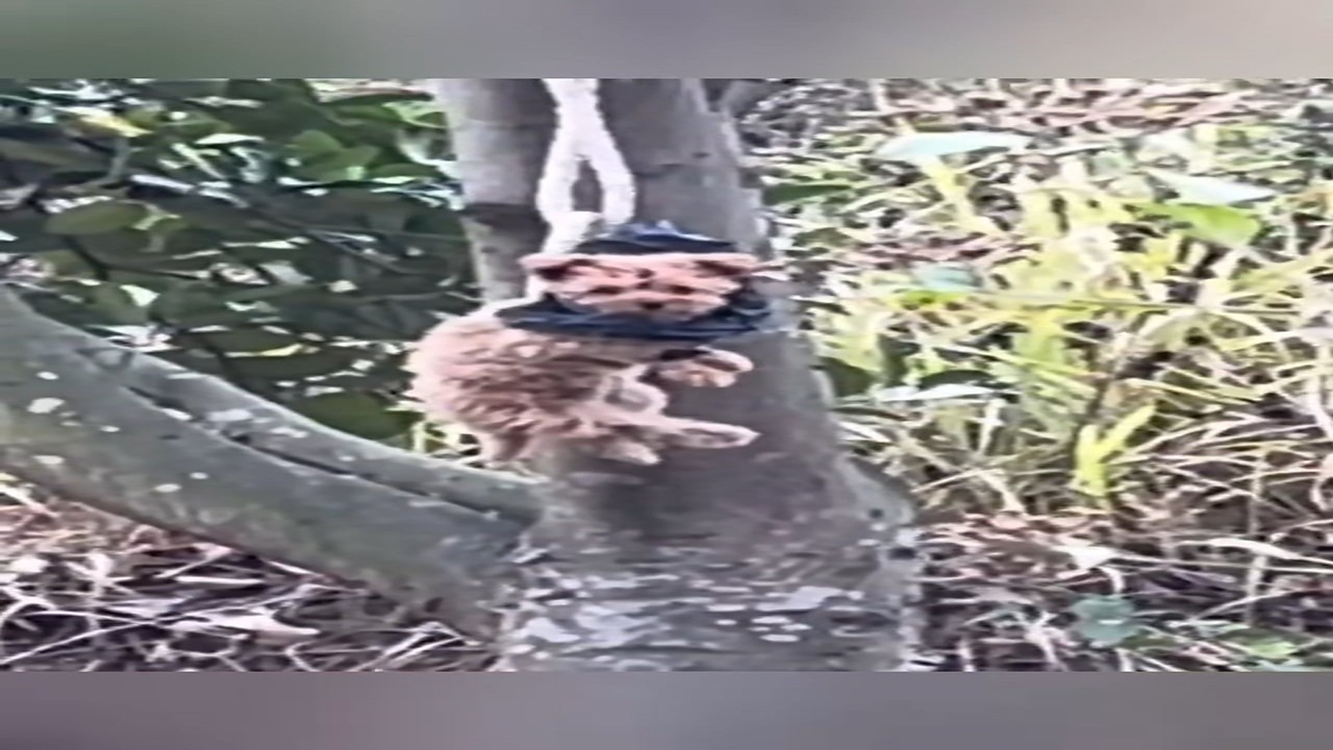 Full Video : N1709040_Poor puppy was bundel in tree no one help him he is waiting to di