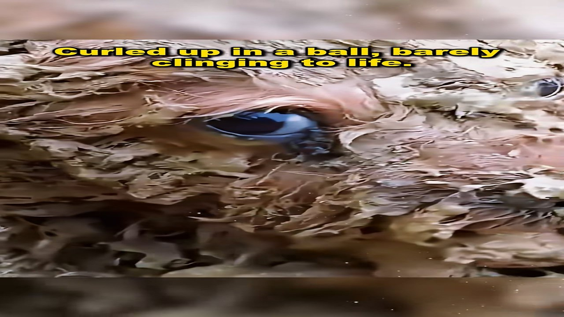 Full Video : N1009049_dog fell into car was covered dirt couldn move...
