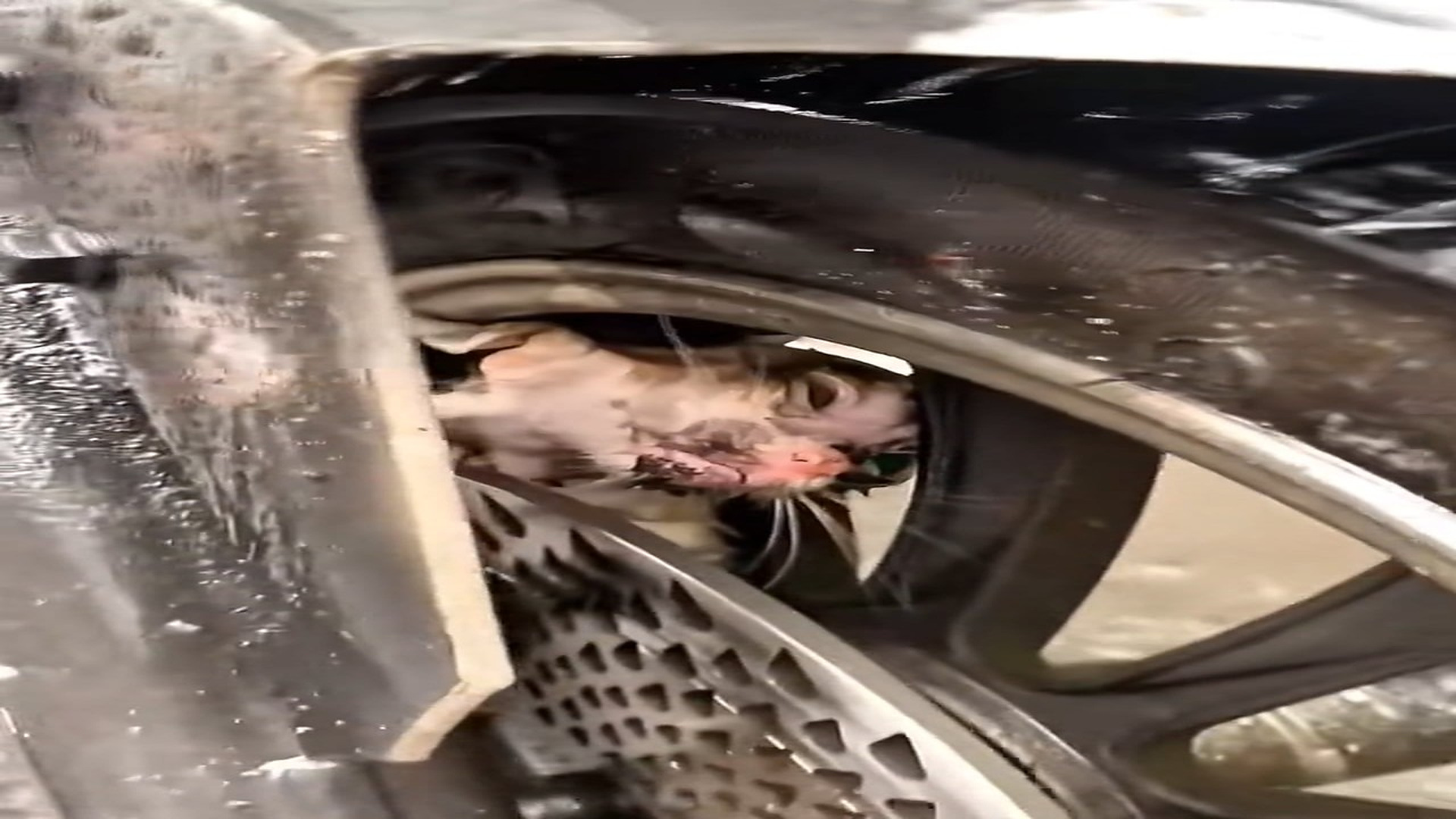 Full Video : N1409032_This Emotional Animal Rescue Changed Everything #AnimalRescue #RescueStory #Heartwarming