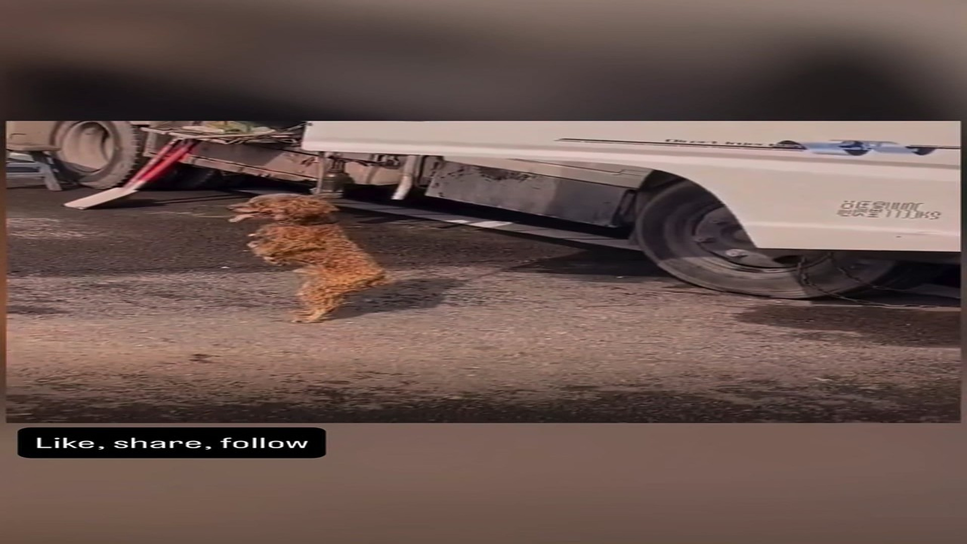 Full Video : N1409035_This Poor Animal Finally Gets The Rescue It Needed #AnimalRescue #RescueAnimals #Heartwarming