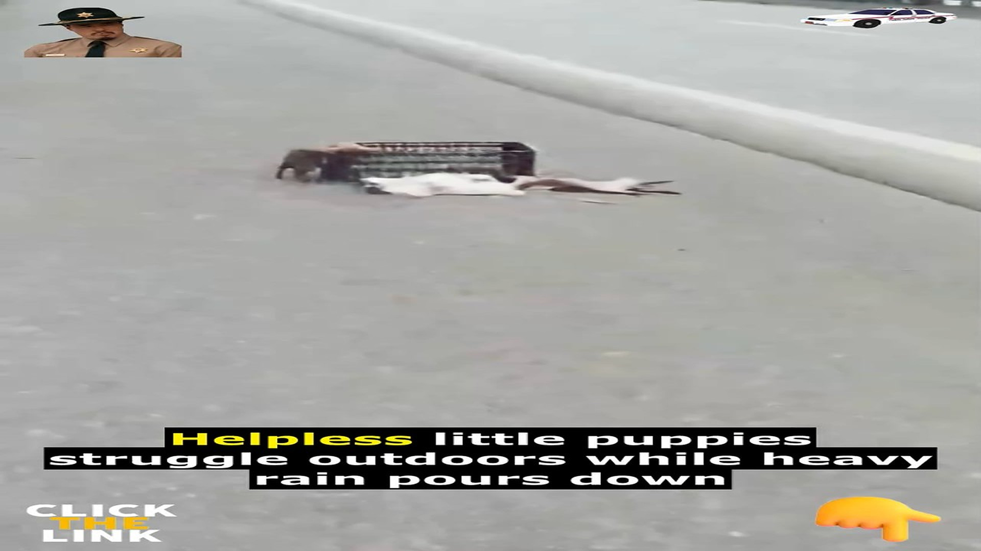Full Video : N1809032_PuppiesWereAbandonedByTheirOwnerOnANation_rk4f5d