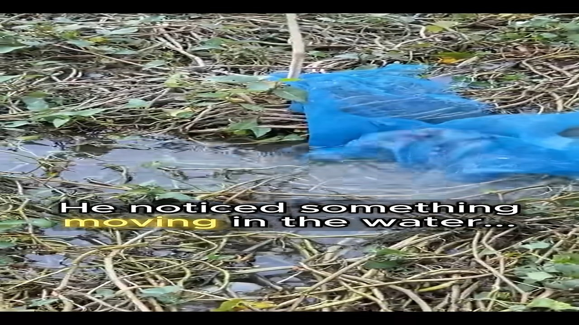 Full Video : N2209022_A Man Rescues A Drowning Puppy Trapped In A Net #PuppyRescue #DogRescue #HeroicRescue