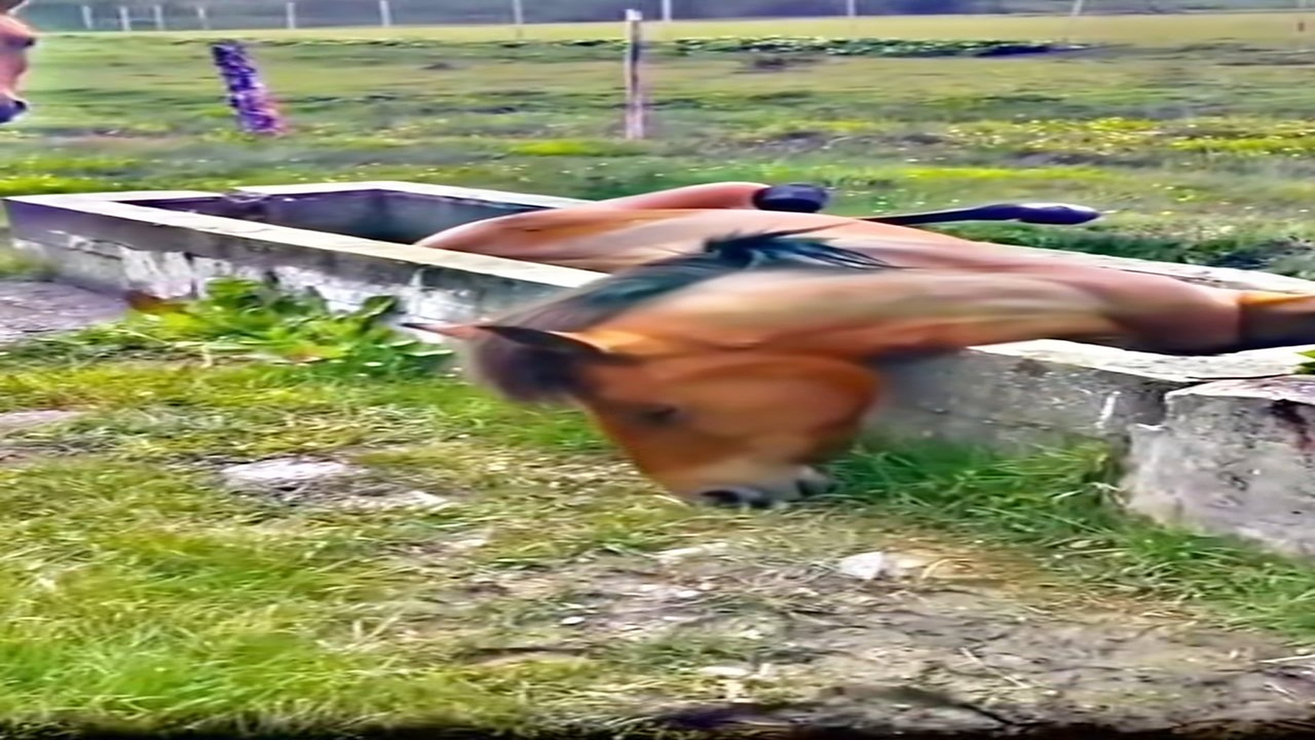 Full Video : N2209010_An Injured Horse Was Found Unconscious And Helpless #HorseRescue #AnimalRescue #UrgentRescue