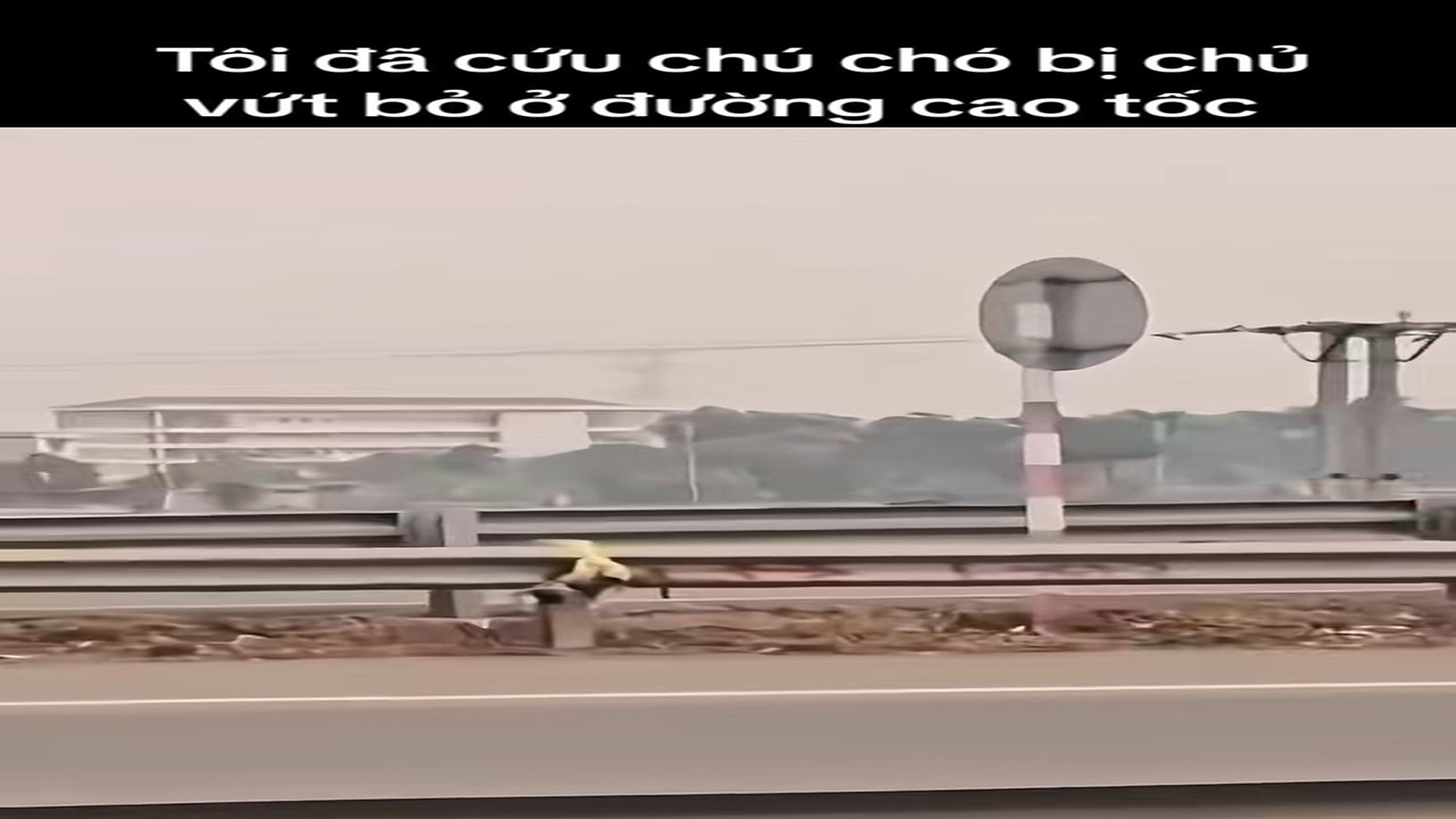 Full Video : N2309004_Dumped beside the roaring highway, terrified of every passing car #dog #rescue #brave