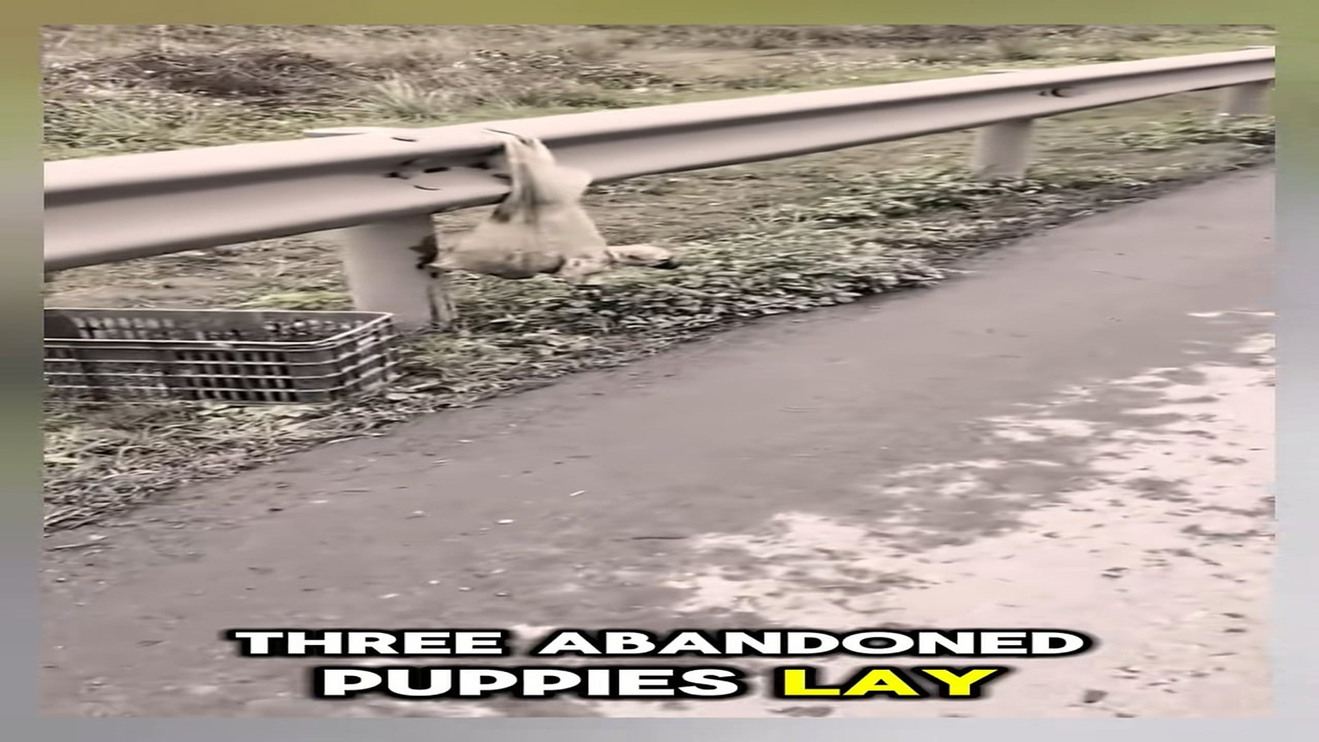 Full Video : N2309005_Three tiny roadside pups pleaded with strangers until someone finally stopped #puppy #rescue #hope